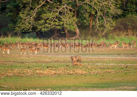 Wild Royal Bengal Tiger Chase And Kill Spotted Deer And Neck In Her Mouth Or Jaws In Open Natural Gr