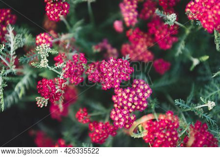 Yarrow Common Color Is Red Velveteen. Background,