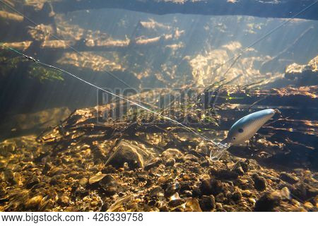 A Fat Wobbler Swims In The Depths Of The River While Fishing. It Simulates The Production Of Fish. S