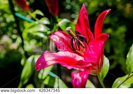 Red Tiger Lily Isolated On Nature Background.full Blooming Of Deep Red Asiatic Lily In Flower Garden