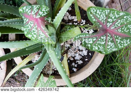 Closeup Of Crushed Egg Shell Scatted Onto Soil As Organic Fertilizers On Potted Plant