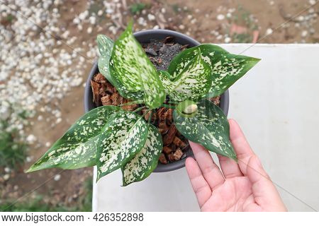 Aglaonema ,chinese Evergreen Or Aglaonema Plant In The Garden