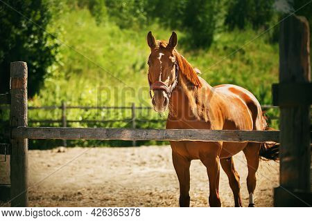 A Beautiful Unsaddled Sorrel Horse With A Halter On Its Muzzle Stands In A Paddock With A Wooden Fen