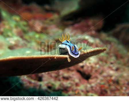 A Chromodoris Lochi Nudibranch On A Soft Coral Boracay Philippines