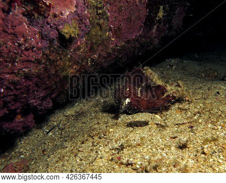 A Brown Leaf Scorpionfish Also Known As Paper Fish Boracay Philippines