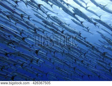Inside A School Of Barracudas Maniquin Island Philippines