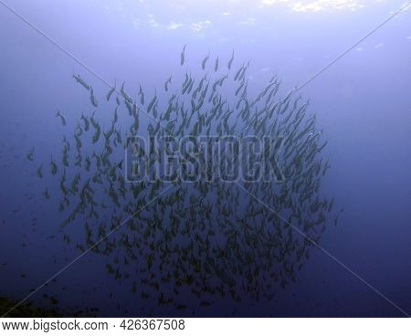 A School Of Barracudas Maniquin Island Philippines