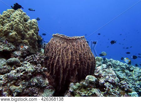 A Giant Barrel Sponge In Maniquin Island Philippines