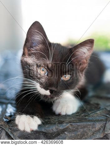 Soft Focus Of Cute Black With White Cat Looking At Camear On Black Table In Shelter