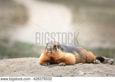 Marmot Portrait In Highland Deosai Plains . Pakistan