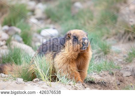 Marmot Portrait In Highland Deosai Plains . Pakistan