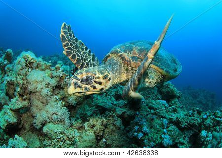 Hawksbill Deniz Kaplumbağası mercan Red Sea'deki/daki üzerinde