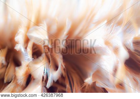 Abstract Feather Fluffy Brown Nature Blur Background. Tenderness, Fragile, Gently, Gentle, Clean, Sm
