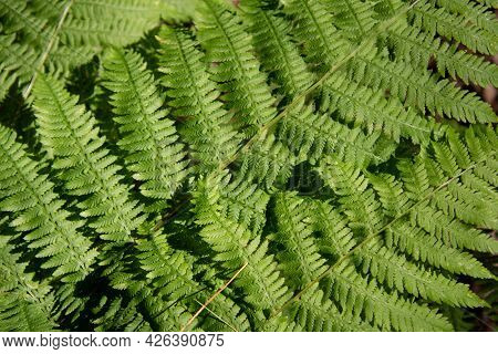 Natural Ferns In Wild Forest In Quebec, Canada