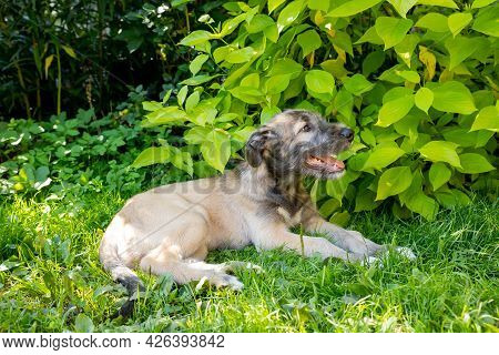 Three Month Old Irish Wolfhound In The Garden.the Puppy Of Breed The Irish Wolfhound Rests On A Gree