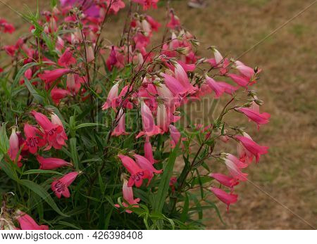 Beautiful Deep Pink Trumped Shaped Penstemon Flowers In Garden Setting