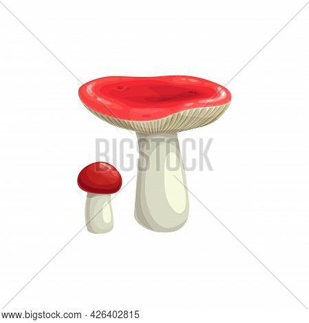 Mushroom Autumn Icon, Fall Harvest And Forest Food, Vector Isolated Icon. Russula Or Woolly Milkcap 