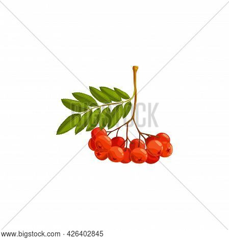 Rowan Berries Branch, Autumn And Fall Rowanberry Forest Tree With Leaves, Vector Isolated Icon. Than