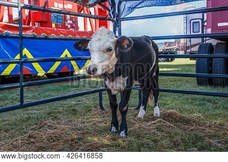 A Dairy Cow At The Mercer County Fair In West Windsor New Jersey.