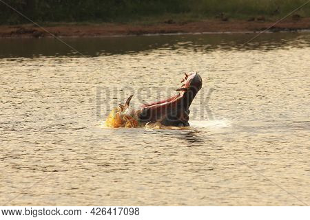 Hippo (hippopotamus Amphibius) Laying In The Water.hippo With Open Mouth.