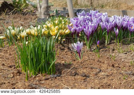 Early Crocus Flowers In The Garden Have Sprung Up In The Flower Bed After The Snow Melts.