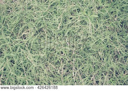 Abstract Natural Background. Collection With Different Colour Tones Of Green Grass, Copy Space. Summ