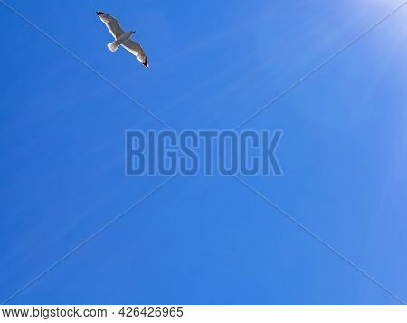 Seagull Flies Against The Background Of A Cloudless Blue Sky. Flat Lay
