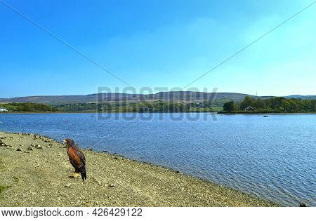 Harris Hawk Latin Name Parabuteo Unicinctus In Hollingworth Lake In Rochdale Lancashire