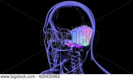 Human Skeleton Skull Occipital Bone Anatomy For Medical Concept 3d Illustration