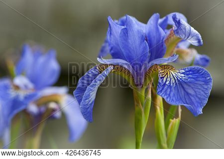 Irideae. Purple Iris Flowers Are Blooming In The Garden. Blue And Purple Flowers In The Garden. Macr
