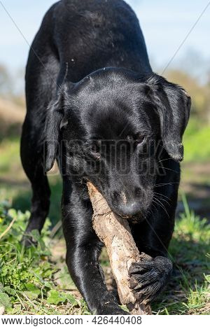Portrait Of A Black Labrador Puppy Playing With A Stick