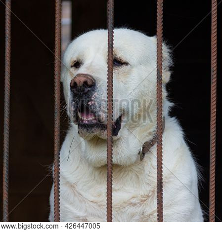 Central Asian Shepherd Dog Sits In The In A Cage. Sad Alabay Dog Behind Bars.