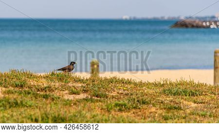 Melbourne, Victoria / Australia - 11/01/2019 St Kilda Beach Is A Beach Located In St Kilda, Port Phi