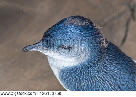 Melbourne, Victoria / Australia - 11/01/2019 The Penguin Colony Is At The St. Kilda Pier, Down The F