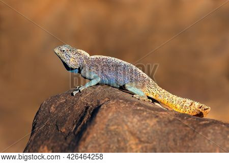 Male southern rock agama (Agama atra) in bright breeding colors, Namibia