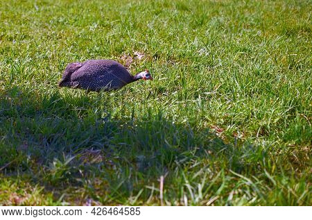 An Numida Meleagris Fowl In A Meadow. Summer. Day