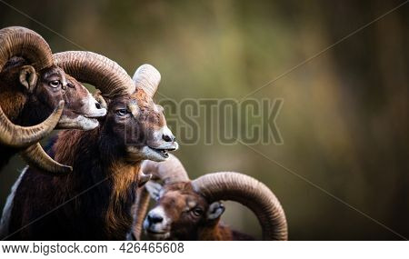 Big Mufflon Bucks, standing in their habitatm european forest