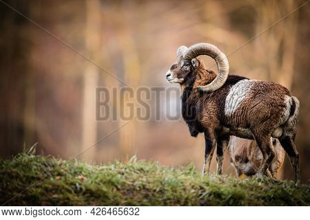 Big Mufflon Bucks, standing in their habitatm european forest