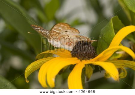 Næroptagelse af gul sommerfugl siddende på blomst