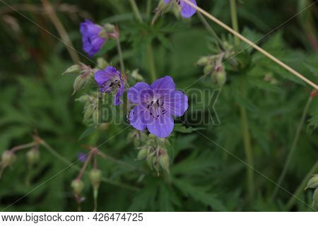 Delicate Blue Flowers Of The Meadow Geranium