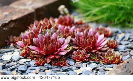 Colourful Houseleeks, Sempervivum Growing In Garden Rockery
