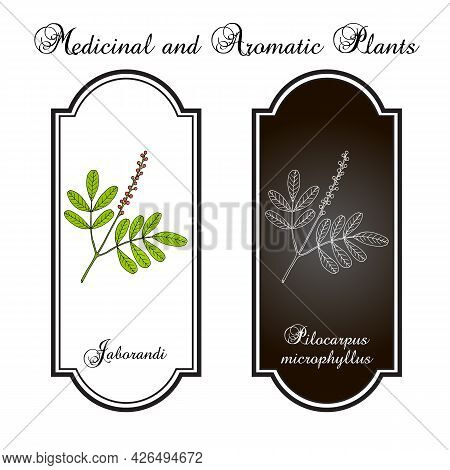 Maranham Jaborandi, Pilocarpus Microphyllus, Medicinal Plant. Hand Drawn Botanical Vector Illustrati