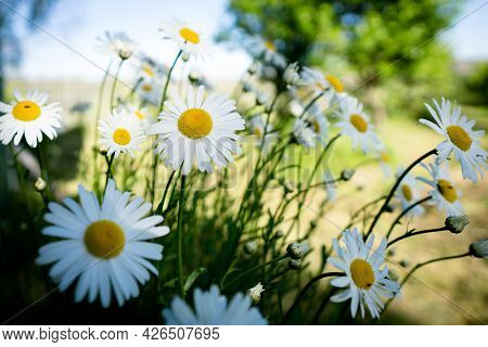 Chamomile Flowers Field In Sun Ligh. Chamomile Close-up .daisies Background.
