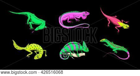 Ibiza Wall Lizard, Common Leopard Or Spotted Fat-tailed Gecko, Exotic Reptiles. Wild Animals In Natu