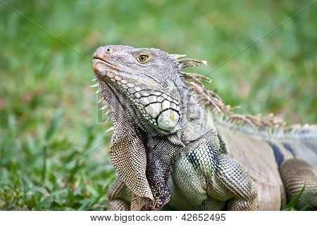 Iguana. Close up in un giorno di sole