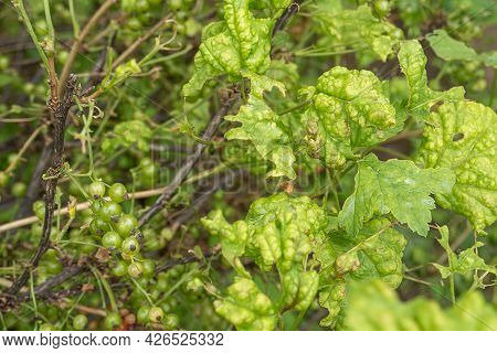 Diseases And Pests Of Berry Bushes . Gall Aphid On Currants. Damaged Leaves On A Red Currant.