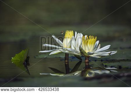 White Water Lily With Bee In Surface Level In Kruger National Park, South Africa ; Specie Nymphaea L