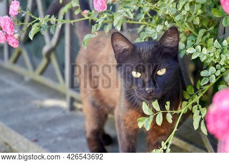 Portrait Of Dark Brown Apathetical Cat In The Garden Outdoors.