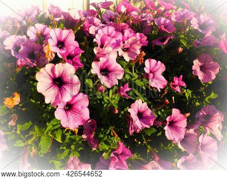 Pink and purple petunias on the flowerbed. Lush flowering of summer flowers. Petunia or Petunia is a