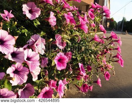 Pink and purple petunias on the flowerbed. Lush flowering of summer flowers. Petunia or Petunia is a